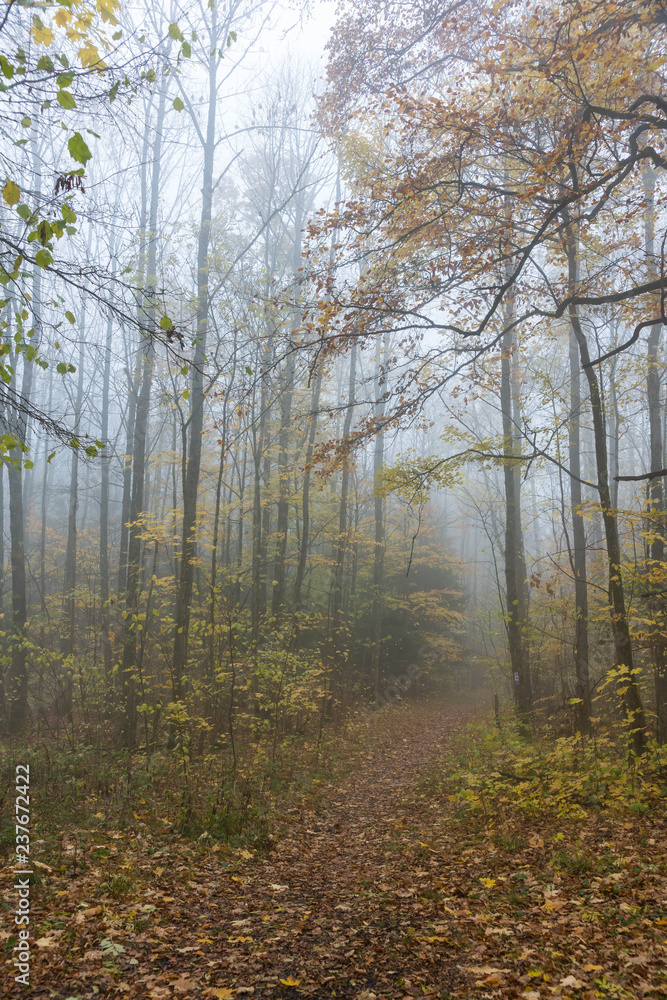 Fototapeta premium Nebel im Wald