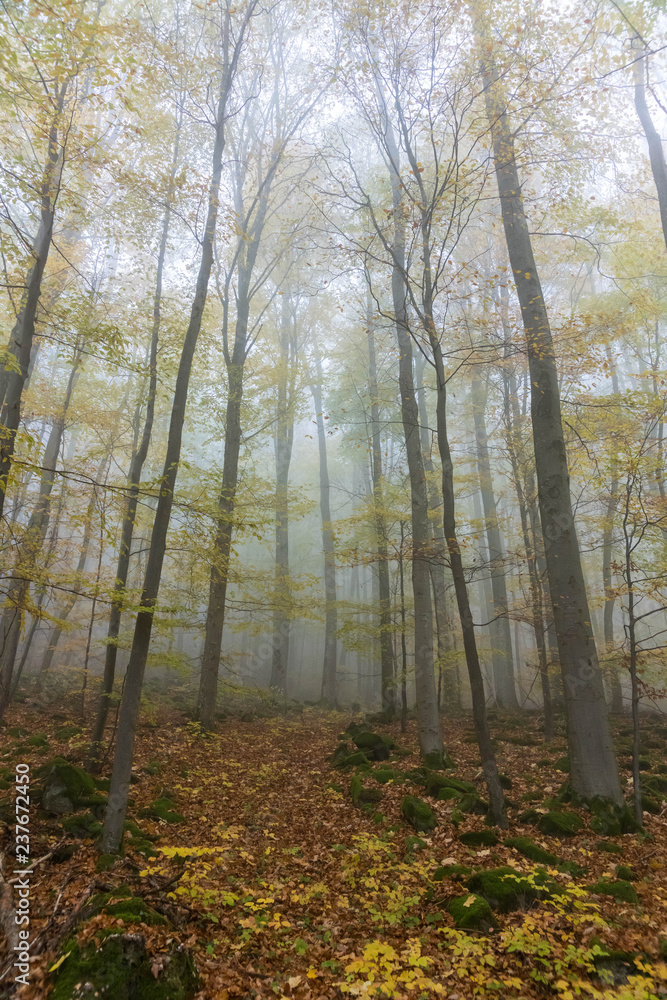 Obraz premium Nebel im Wald