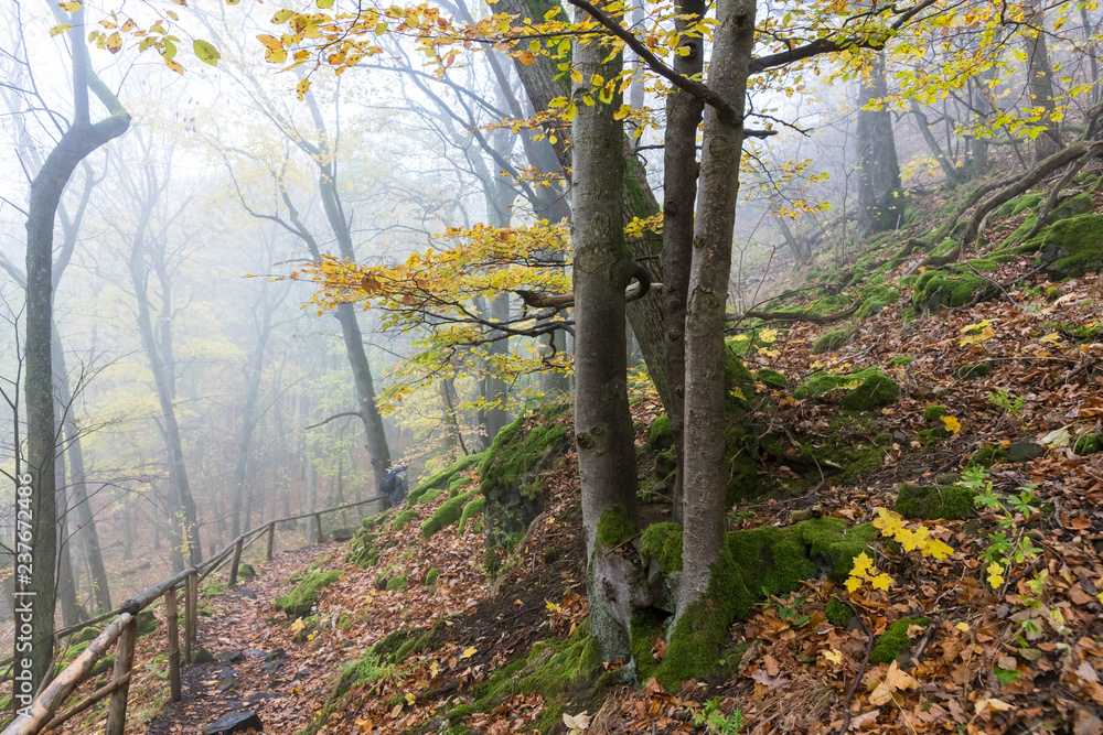 Obraz premium Nebel im Wald