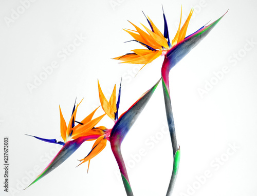 bird of paradise