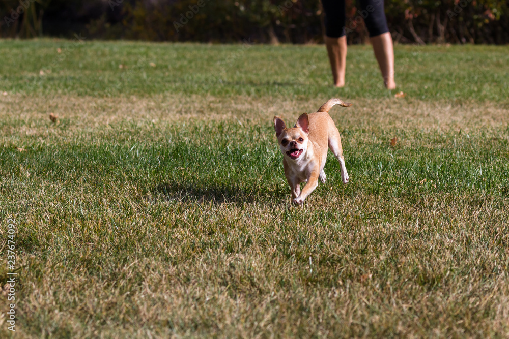 chihuahua playing outdoors