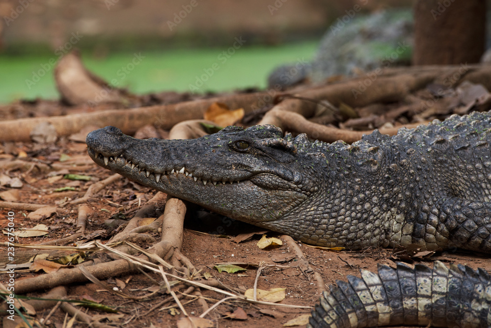 Obraz premium Image of a crocodile on the soil. Amphibian Animals.