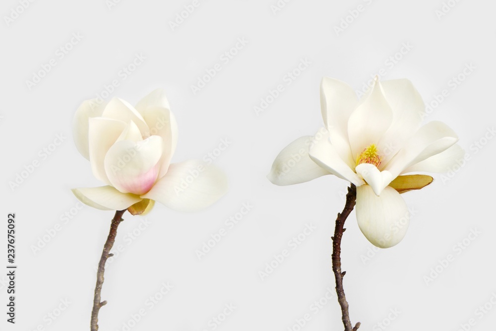 Fototapeta premium Beautiful magnolia flower on white background.