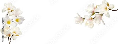 Fotografie, Obraz Beautiful magnolia flower on white background.