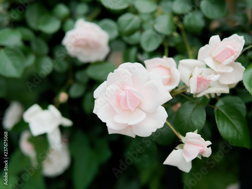 Summer flowers series  beautiful pink roses in the outdoor garden.