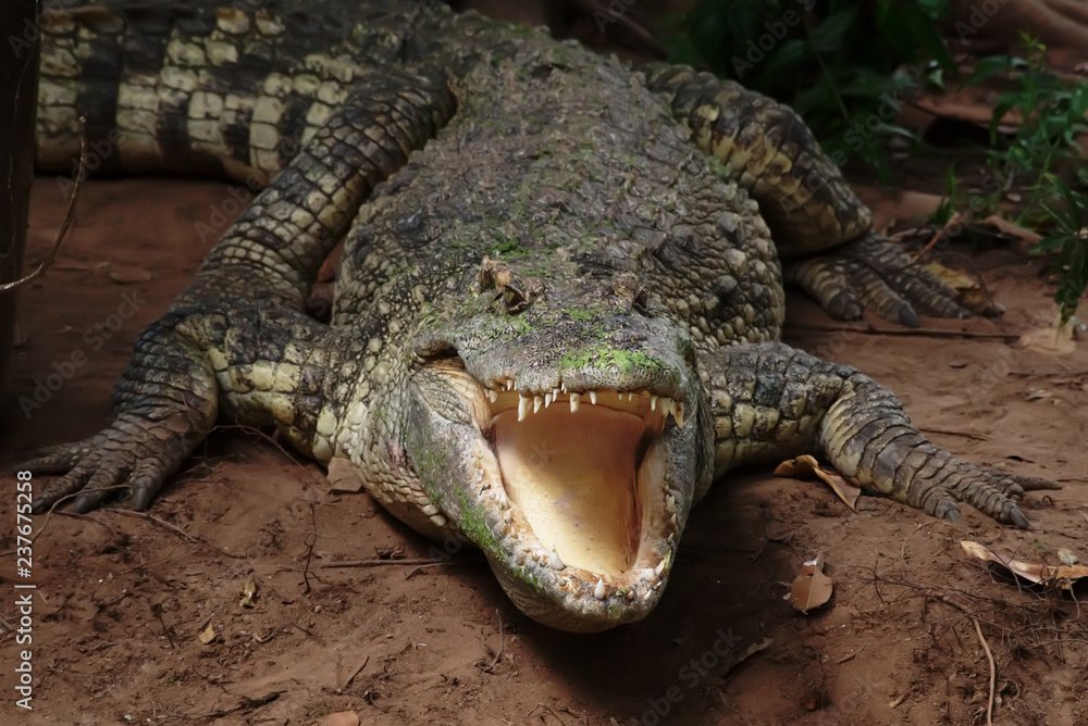 Obraz premium Image of a crocodile on the soil. Amphibian Animals.