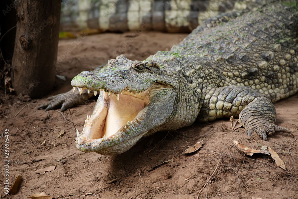 Fototapeta premium Image of a crocodile on the soil. Amphibian Animals.
