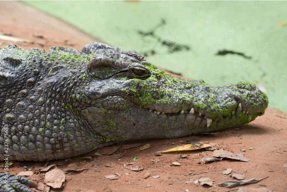 Image of a crocodile on the soil. Amphibian Animals. Image of a crocodile on the soil. Amphibian Animals.