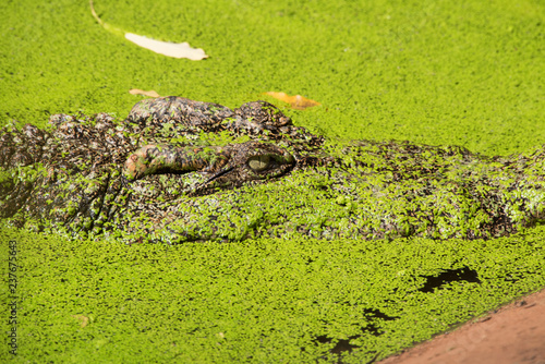 Image of a crocodile on the soil. Amphibian Animals.