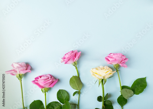 Fresh flowers of pink roses on a pastel blue background. Delicate bouquet for a solemn event. Frame for postcards. Copy space. Flat layout
