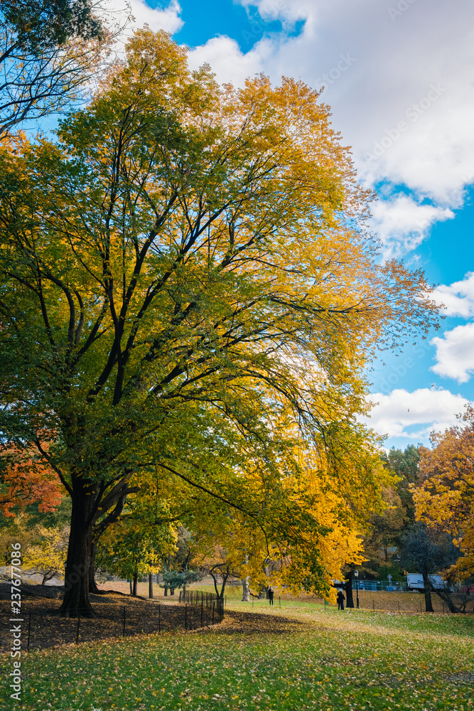 Autumn color at Central Park, in Manhattan, New York City