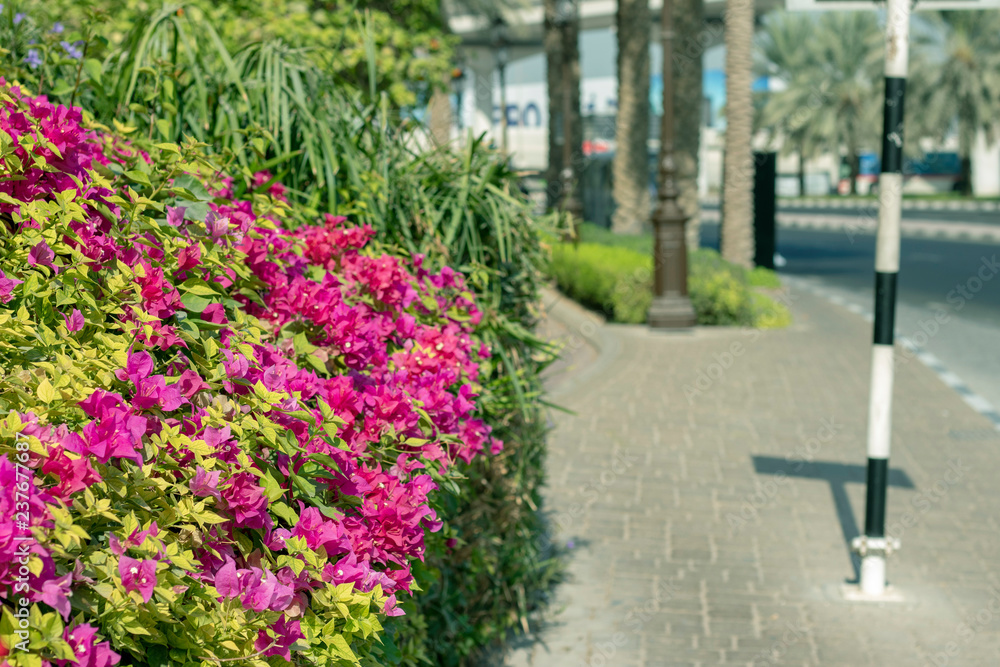 Bougainvillea flowers in a park, Dubai united Arab emirates