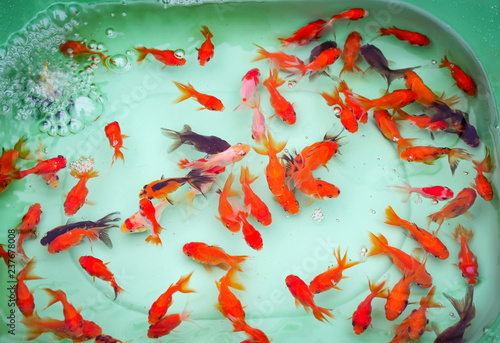 goldfish swimming in pond / colorful goldfish orange and multi color fish swimming underwater plastic pond