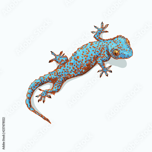 Gecko is sitting on flat gray surface.  Vector illustration isolated on background.  Reptile llustration for prints, t-shirt, books, textile, clothes