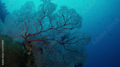 Tracking shot through a coral reef with gorgonians,Raja Ampat, Indonesia photo