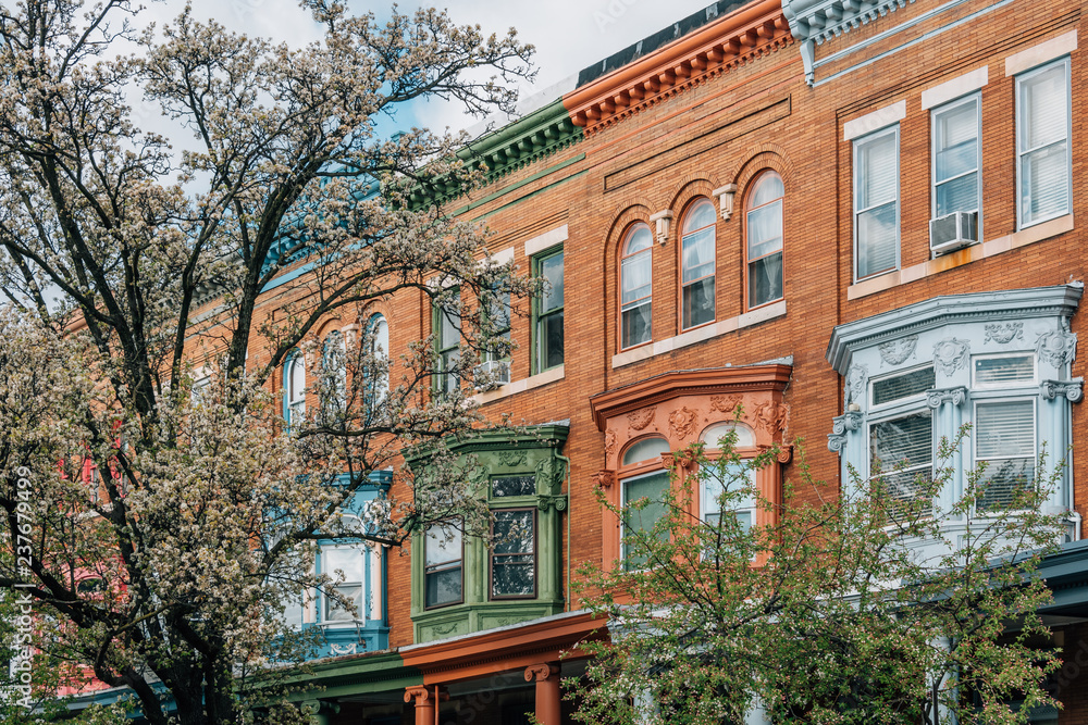 Fototapeta premium Spring colors and row houses in Charles Village, Baltimore, Maryland