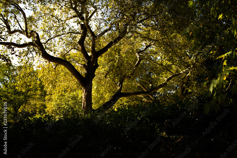 Fototapeta premium tree in the sun