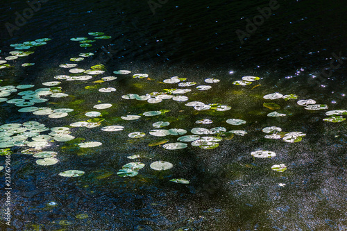 Lily leaves in water