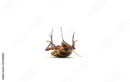 cockroach isolated / lying dead of cockroach insect isolated on white background photo