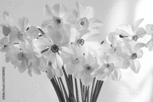 Fototapeta Naklejka Na Ścianę i Meble -  Bouquet of white narcissus