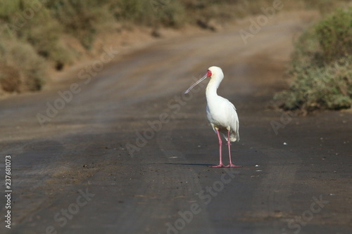 Lone African Spoonbill standing in a road with a plain blurred background.