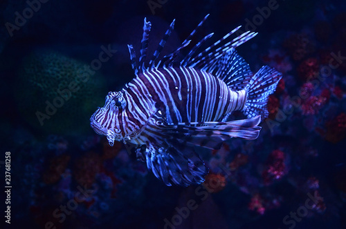 Lion fish swimming marine life underwater ocean