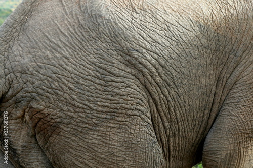 Close up of the grey wrinkled hide of an African elephant.