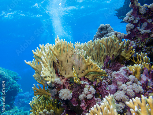 Colorful coral reef on the bottom of tropical sea