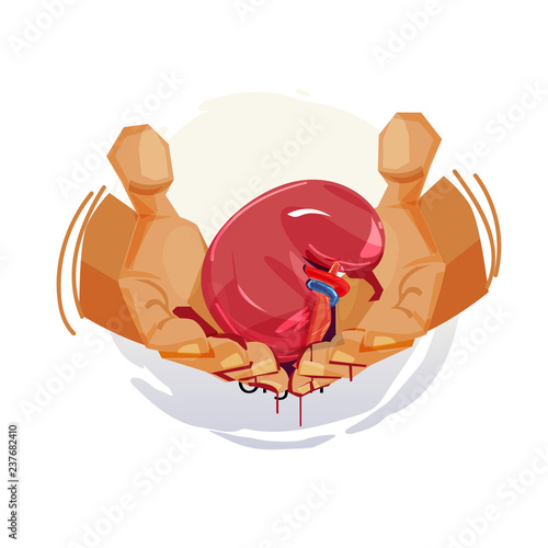 Human hand with kidney. organ transplant or trafficking - vector