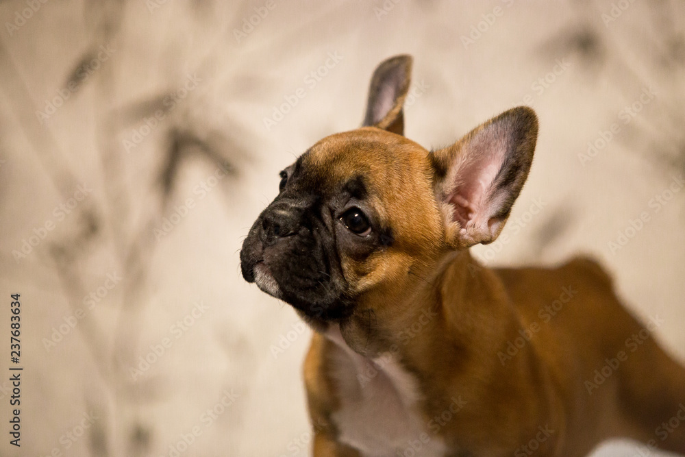 Beautiful puppy breed French Bulldog