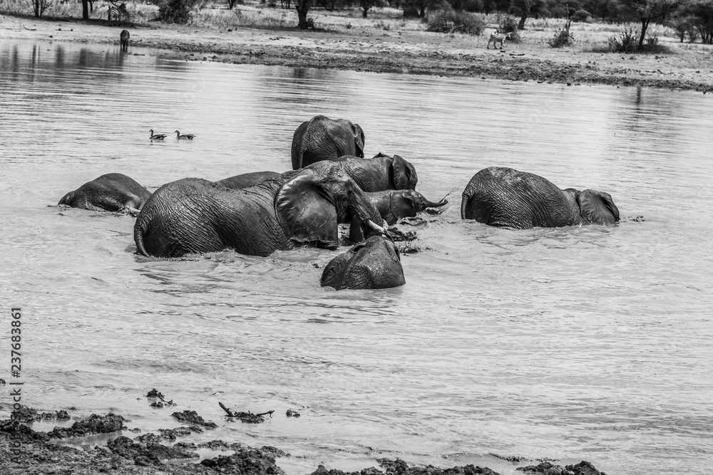 Fototapeta premium Elephantengruppe im Wasser