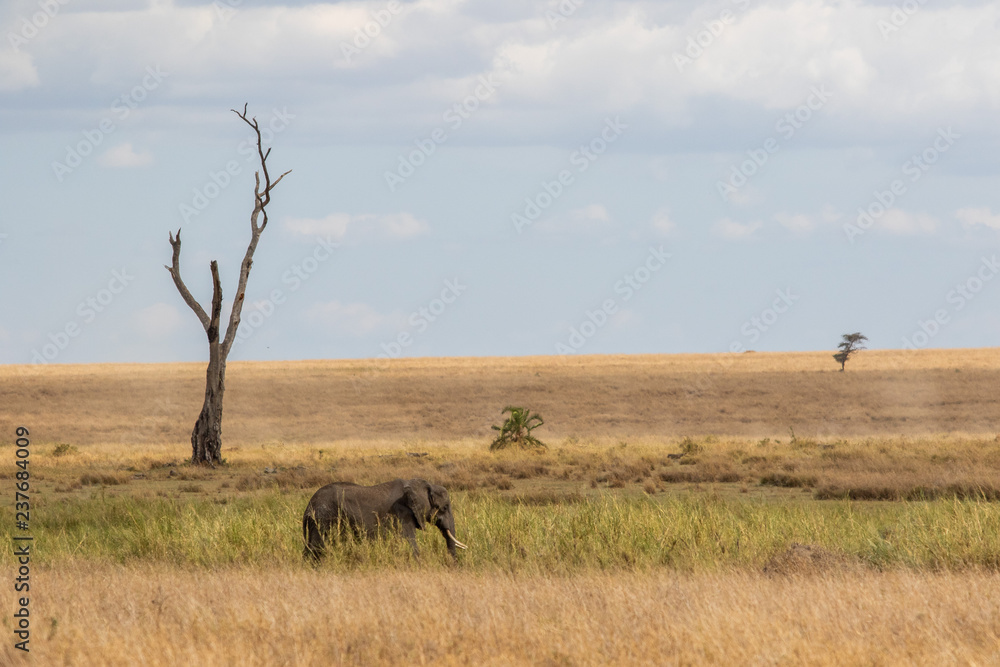 Elephant in der Savanna Elephant in der Savanna
