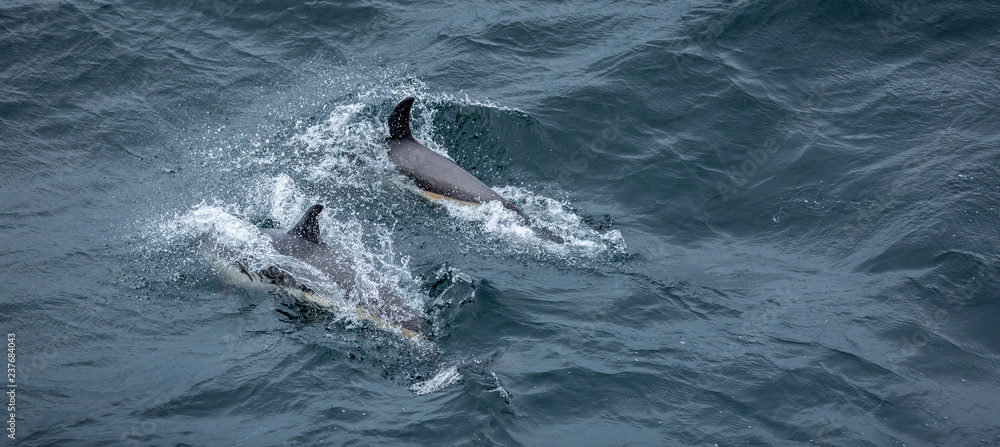 Naklejka premium Dolphins