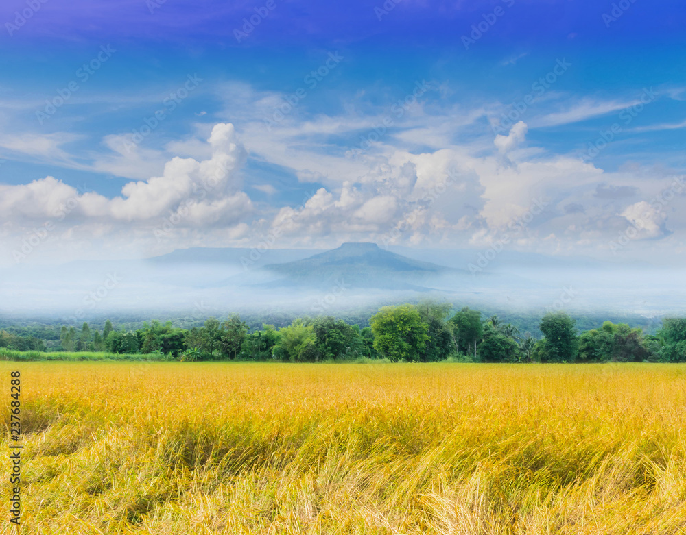 Fototapeta premium The soft focus green paddy rice field with beautiful sky and cloud, Thailand fuji mountain similar to Japan's Fuji mountain in Thailand.