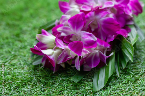 Fiote orchid flowers on a background of green grass close