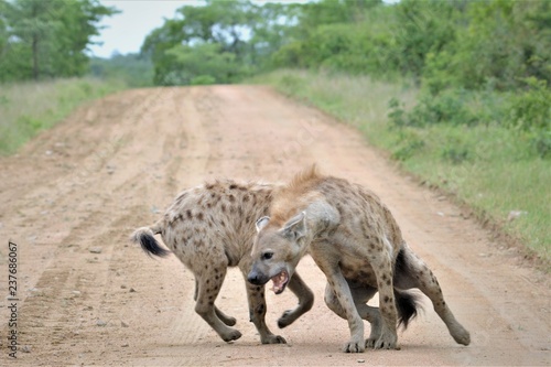 hyena in south africa playing