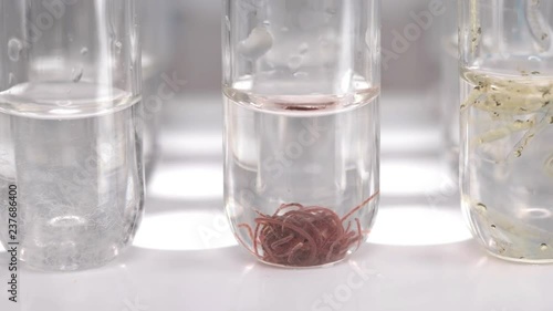 test tubes with different samples: Tubifex worm, nematode and Chaoborus larva photo