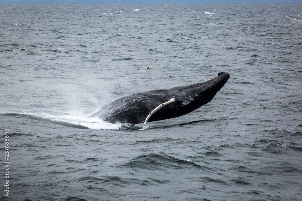 Fototapeta premium Humpback Whale