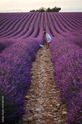 Lavander in Valensole, France