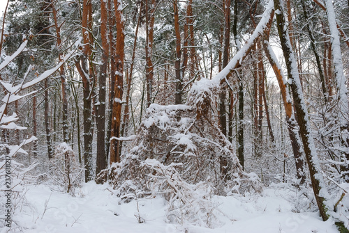 Winter forest. Beautiful winter landscape. Snow in the forest. Trees and bushes in the snow.