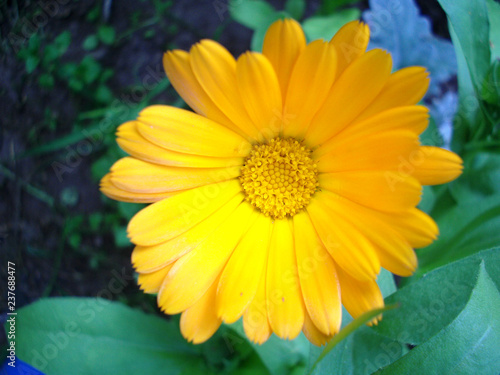 Close up of a yellow calendula flower surrounded by greenery.