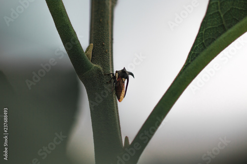 Insecto en una rama