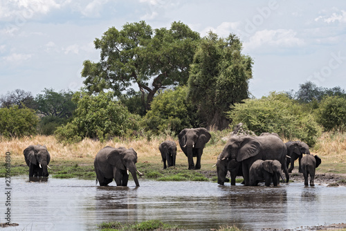 Elephant group taking bath and drinking at a waterhole in Chobe National Park, Botswana