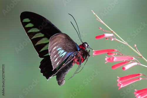 Butterfly : Rajah Brooke's birdwing (Trogonoptera brookiana) (Male) the birdwing butterfly from Thai-Malay Peninsula, and Borneo. National butterfly of Malaysia. Protected. Selective focus.
