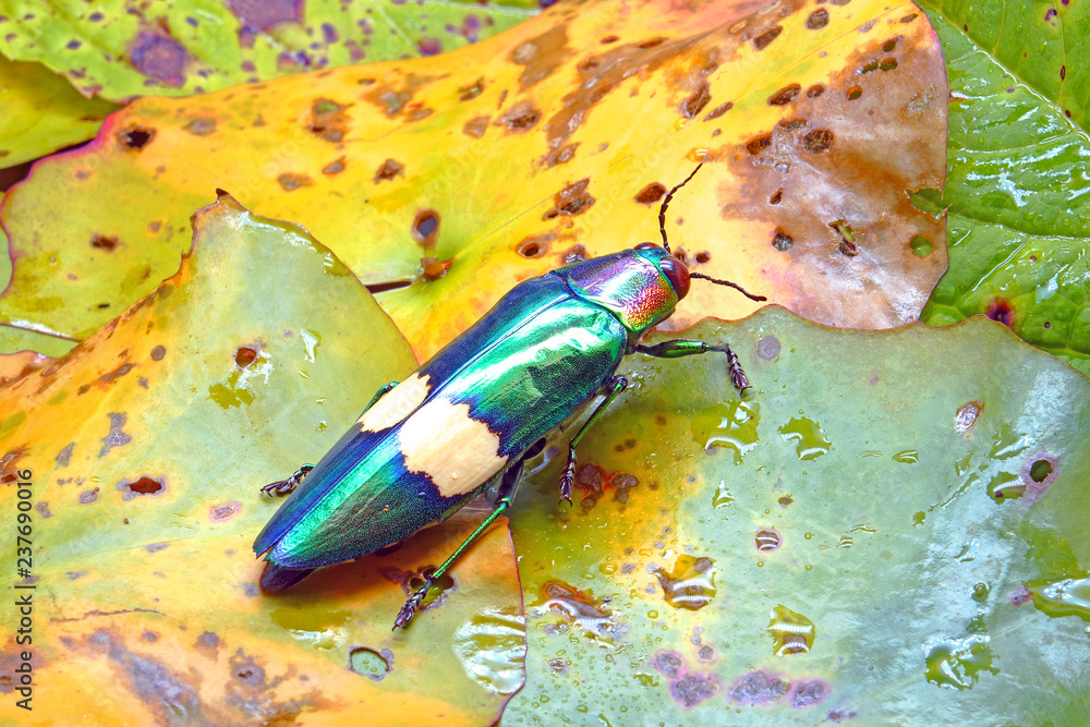 Jewel Beetle (Chrysochroa suandersii) or Metallic woodboring beetle