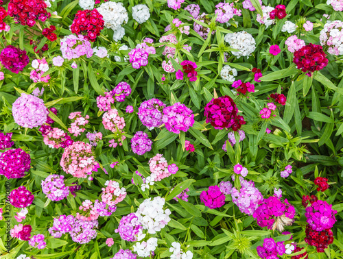 Colorful flowers Dianthus barbatus var. asiaticus