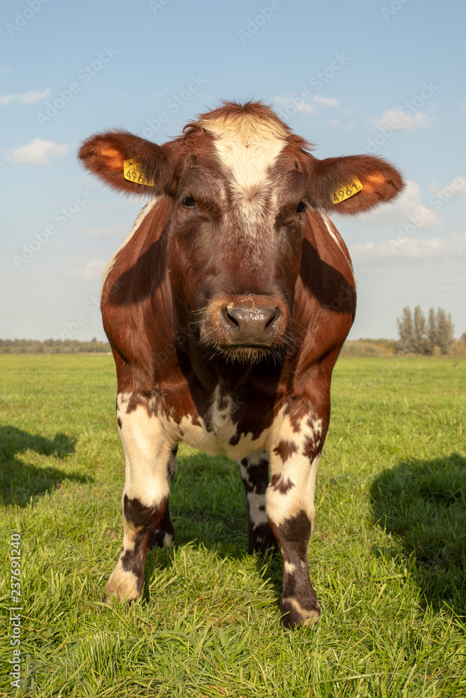 Sturdy brown and white cow standing in front on a green meadow under a pale blue sky.