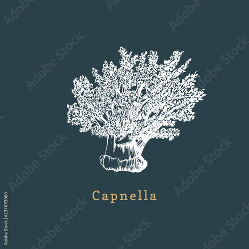 Capnella soft coral vector illustration. Drawing of sea polyp on dark background. photo