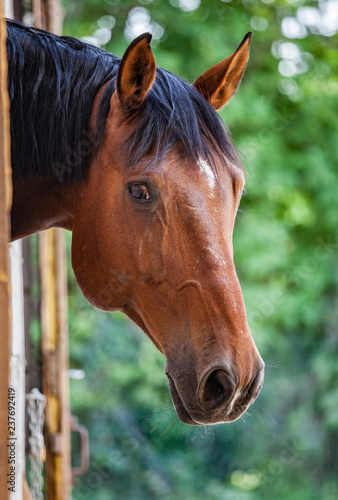 Horse - Ein Pferd schaut traurig © Olgierd Kajak