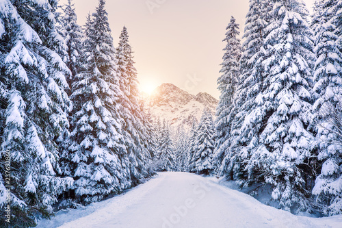 Fototapeta Naklejka Na Ścianę i Meble -  Winter wonderland